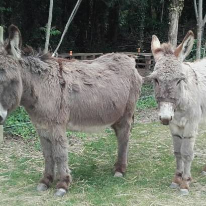 Visit the Lap’ânerie (donkeys farm)