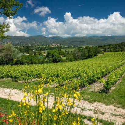 Vineyard trail - Château Saint Pons