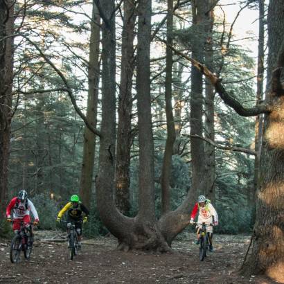 MTB trail no. 49 - The Cedar forest on the Petit Luberon