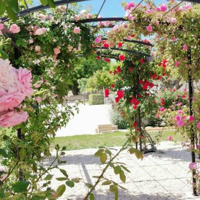Rose - Gîte en Provence