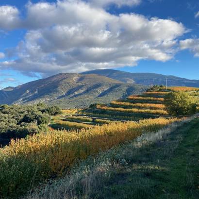 Walk in the orchards at the foot of Mont Ventoux - L'Atelier d'Hippolyte