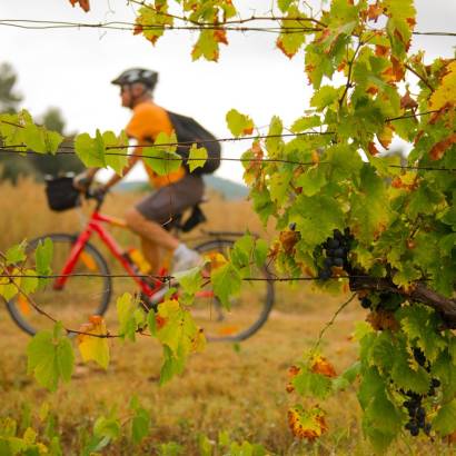 The vines at the mercy of the bike riding season