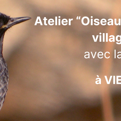 Atelier "oiseaux des villes et villages" avec la LPO Le 29 mai 2024
