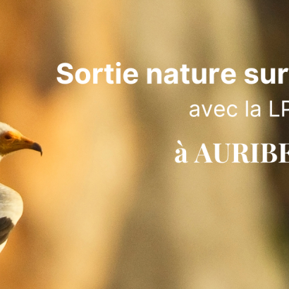 Sortie nature sur les oiseaux avec la LPO Le 10 mai 2024
