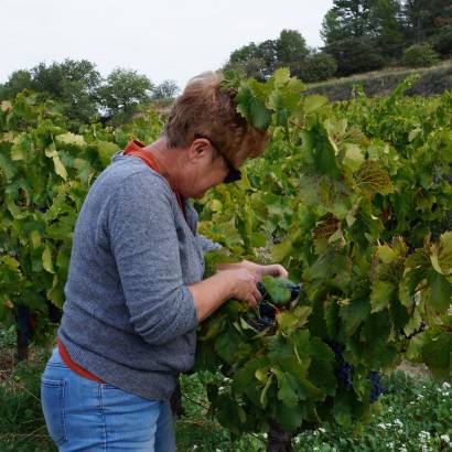 Festival Ventoux Saveurs : Raisin de table en cueillette