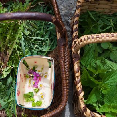 Festival Ventoux Saveurs -Botanical walk with the adventurers of taste