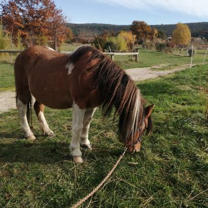 Matinée balade à poney à l'asinerie Laura Aubert