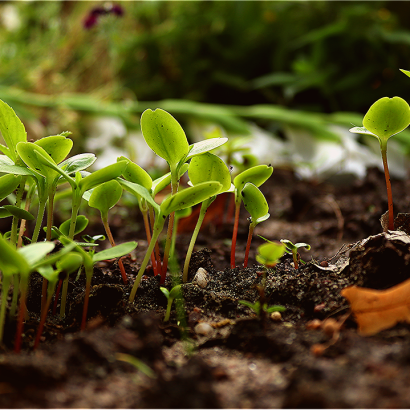 Stage "Sol, engrais verts, paillis et compost au potager" à... Du 5 avr au 3 mai 2025