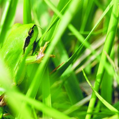 Rendez-vous avec les amphibiens de l’Étang Salé de Courthézon