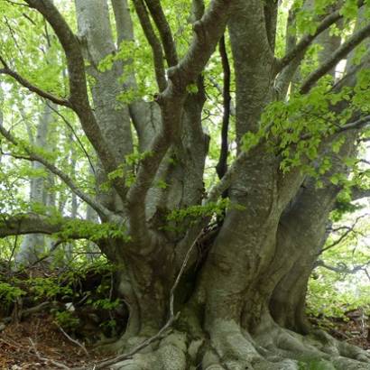 Les arbres remarquables du Luberon à la montagne de Lure