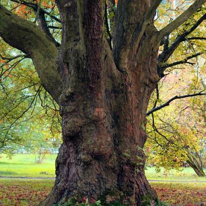 Auprès de nos arbres, vivons heureux