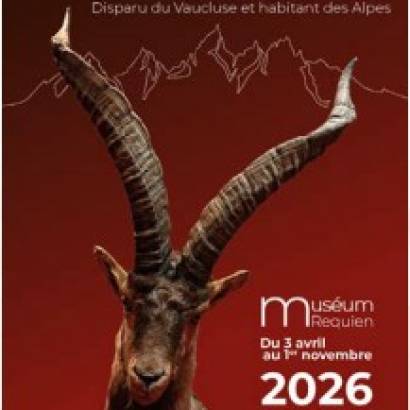 The ibex, extinct in Vaucluse and now a resident of the Alps