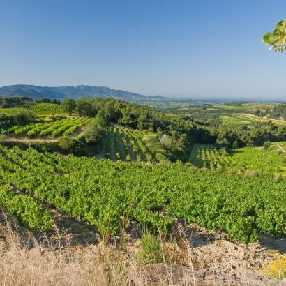 Vineyard and cellar tour - Domaine du Bramadou