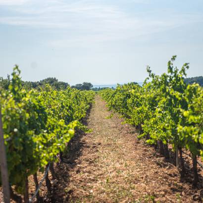A cycle ride through the vineyards of the Julien de l'Embisque estate