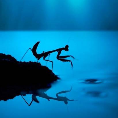 Nature event: “Stars and Insects”  - Le Naturoptère