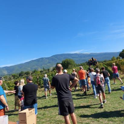 Festival Ventoux Saveurs : Vendanges de notre parcelle pédagogique VMV