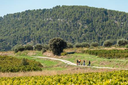 Electric mountain bike ride in the vineyard and tasting - Rhonéa