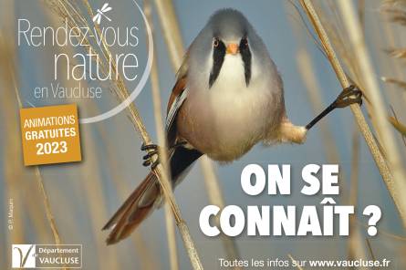 Rendez-vous Nature : A l’affût du Grand-Duc dans les gorges de la Nesque