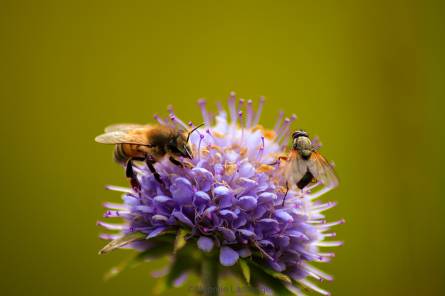 Les rendez-vous du Parc : Pollinisateurs sauvages - Conférence