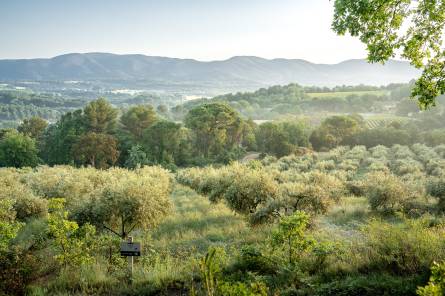 Pique-nique dans l'Oliveraie à La Bastide du Laval