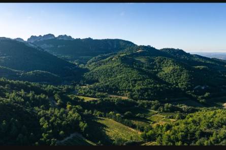 Vineyard and cellar tour - Domaine Paillère et Pied-Gû
