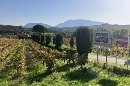 Gourmet walk and Paëlla in the vineyards