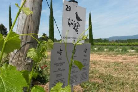 Winegrower's trail at Aureto